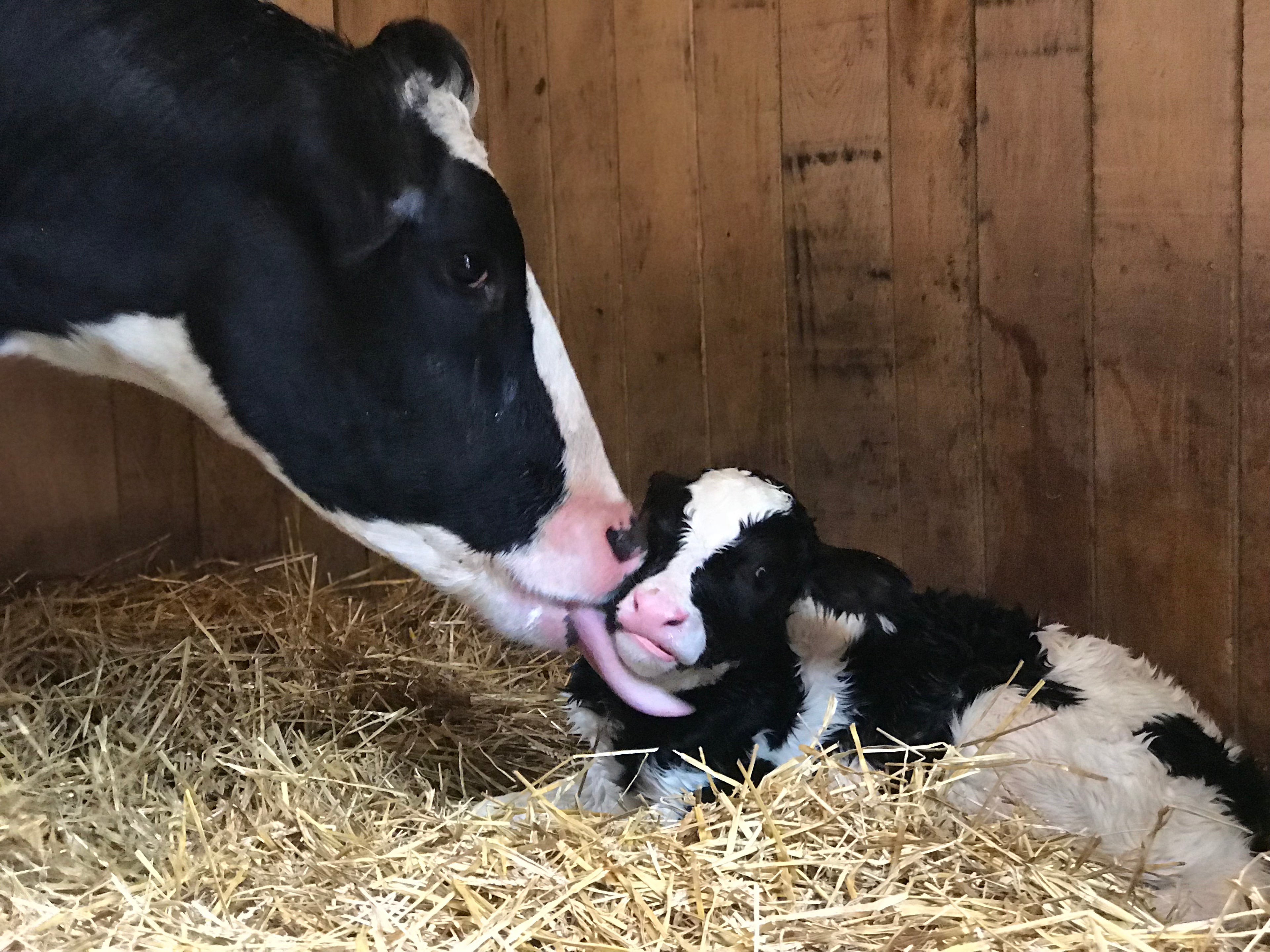 What They Did to Her song
